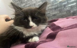 Siberian cats for sale: Siberian kittens  - Image 1