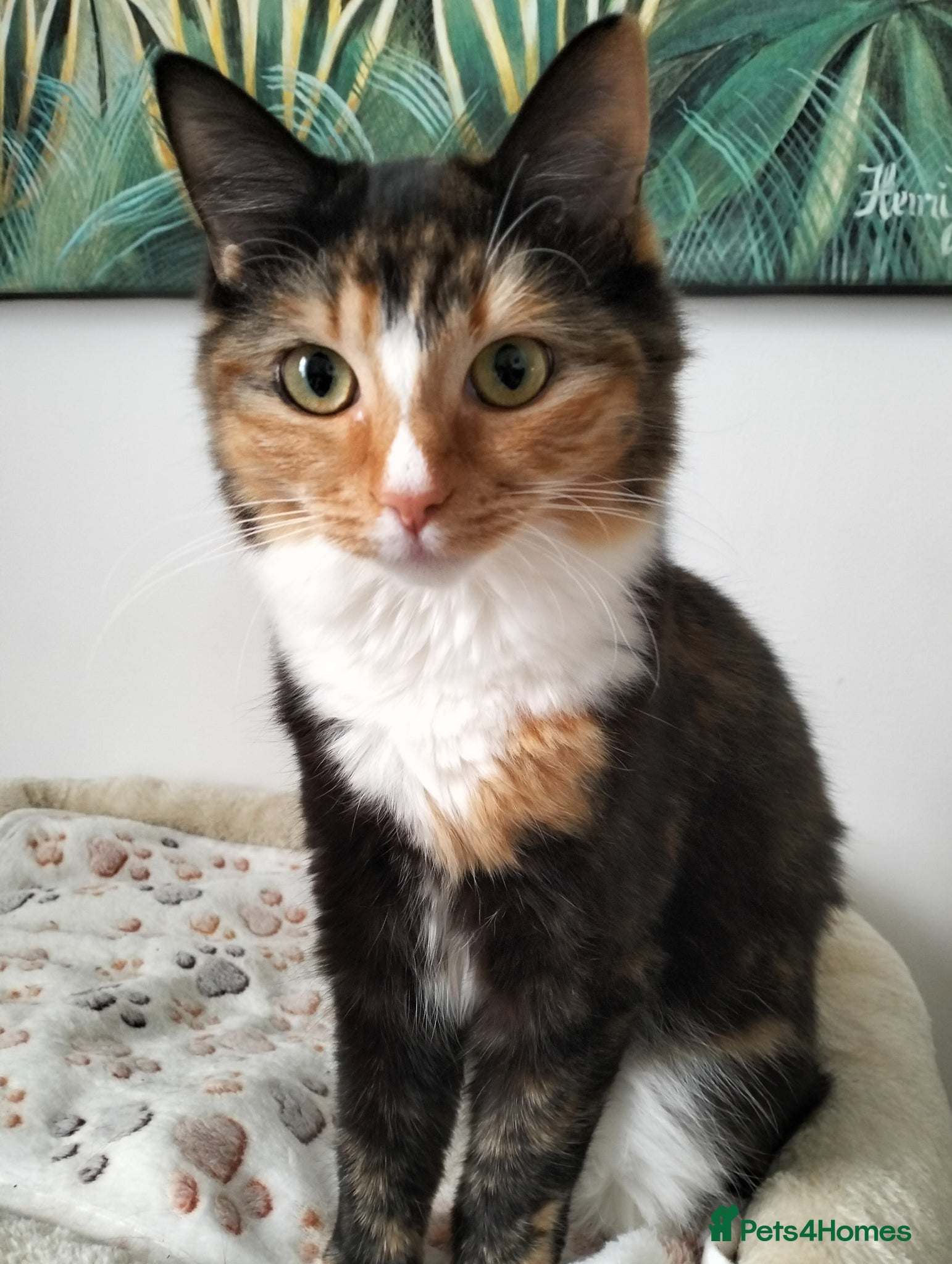 Ragcoon cats Beautiful Ragkoon kitten - Advert 1