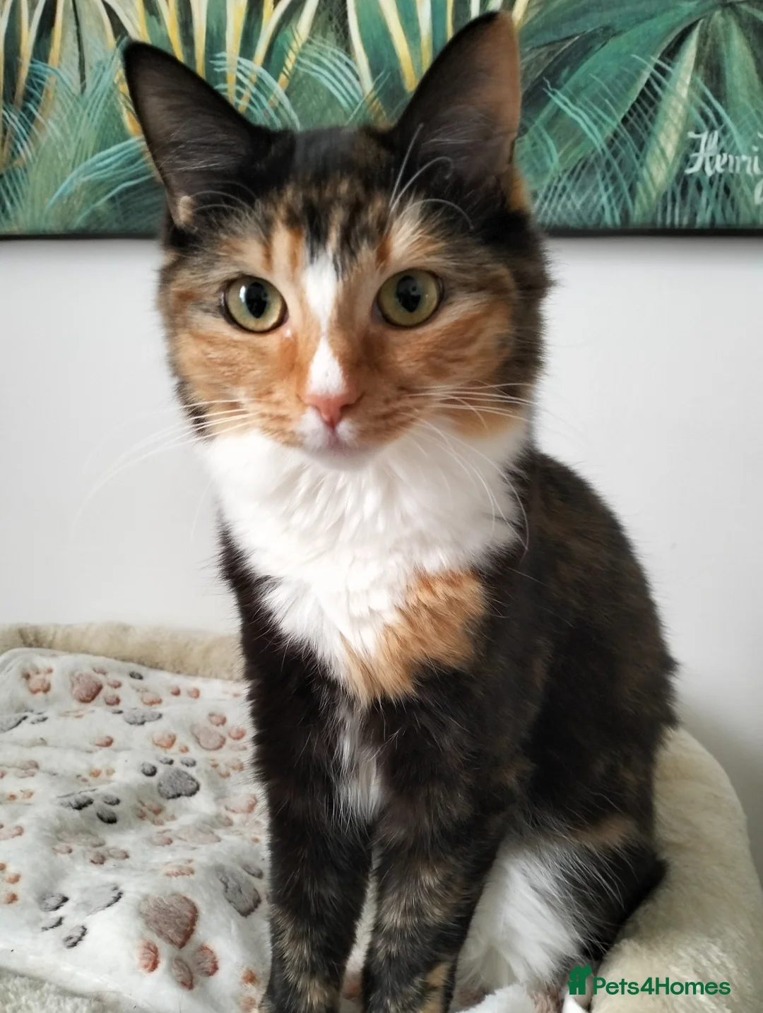 Ragcoon cats for sale: Beautiful Ragkoon kitten in Liverpool - Advert 1