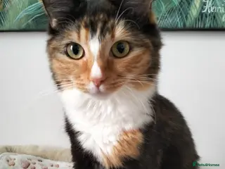 Ragcoon cats Beautiful Ragkoon kitten - Advert 3