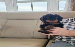 Cavapoo dogs for sale: TOY CAVAPOO DNA TESTED PARENTS AND GRANDPARENTS  - Image 10