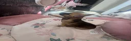 Chihuahua dogs for sale: Chocolate, Blue and Sable Small Chihuahua puppies  - Advert 9