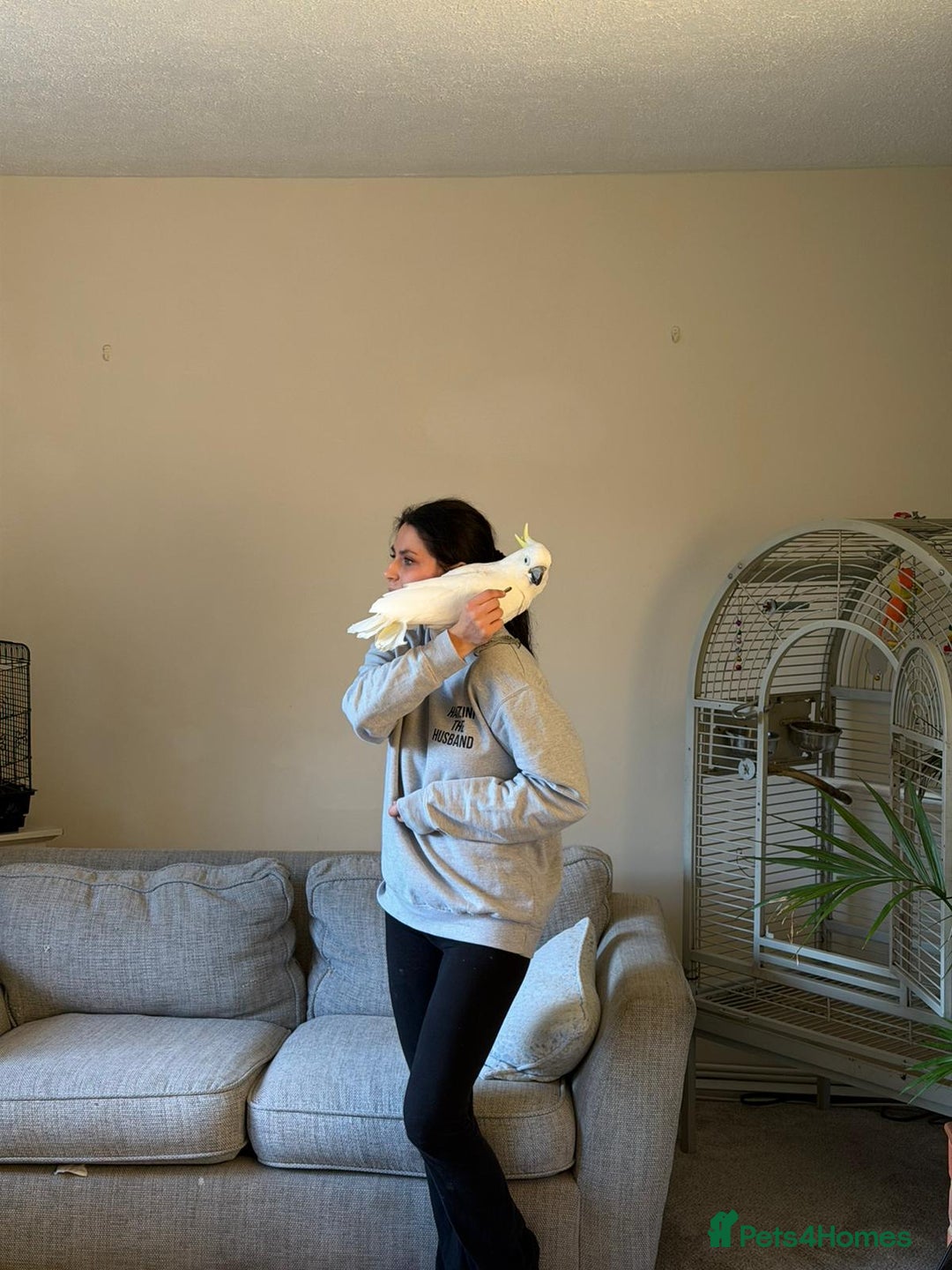 Cockatoo birds for sale: Cockatoo  - Advert 3