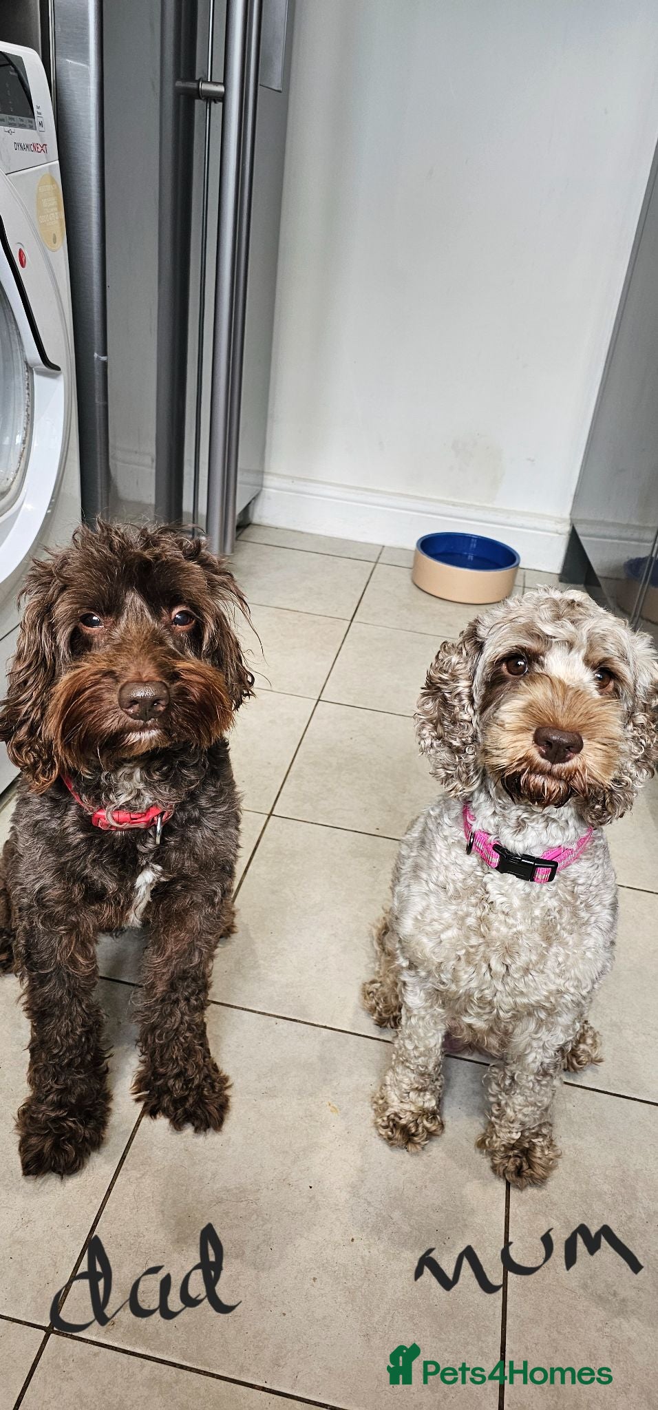 Cockapoo dogs Stunning litter of chocolate merle cockapoos - Advert 2