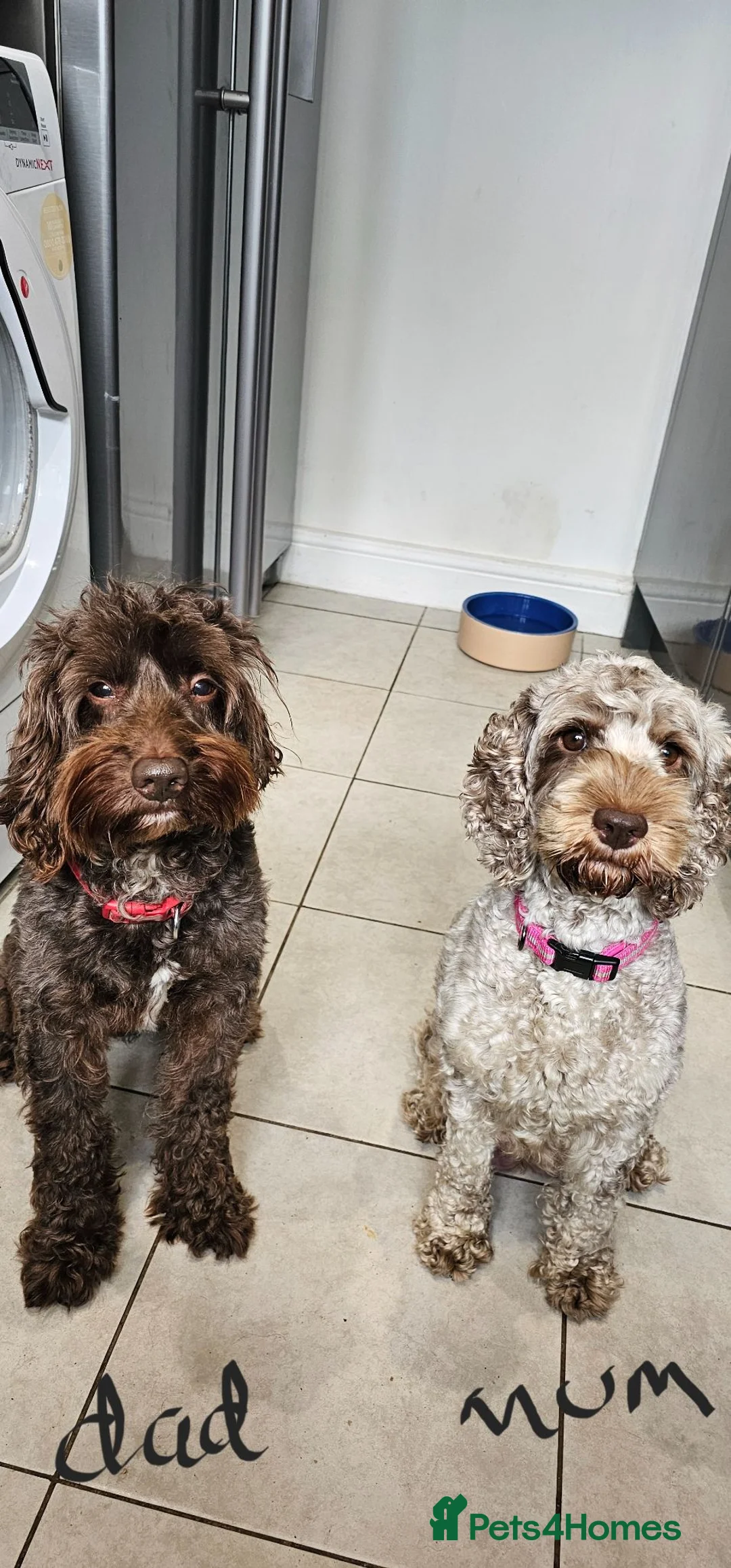 Cockapoo dogs for sale: Stunning litter of merle cockapoo ready to leave  - Advert 2