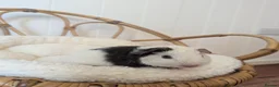 Guinea Pig rodents for sale: Teddy Babies - Advert 4