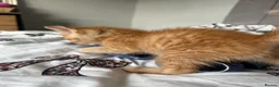 Mixed Breed cats for sale: 3 beautiful kittens  - Advert 12
