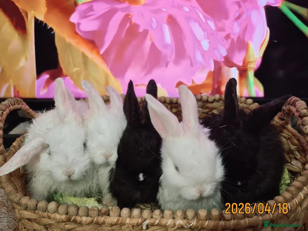 Mixed Breed rabbits for sale: 𝗕𝗮𝗯𝘆 𝗕𝘂𝗻𝗕𝘂𝗻𝘀 𝗳𝗼𝗿 £𝟲𝟬 𝗲𝗮𝗰𝗵 in Manchester - Advert 1