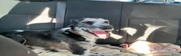 Lurcher dogs for sale: Male Lurcher Looking for a Loving Home - Advert 4