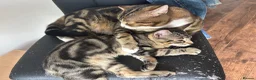 Mixed Breed cats for sale: Extremely Affectionate Bengal Mix Girl 🩷 - Advert 4