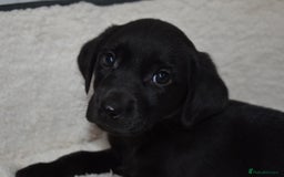 Labrador Retriever dogs for sale: Quality Pedigree Black Girl **WILLOW** - Image 2