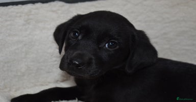 Labrador Retriever dogs - Advert 3