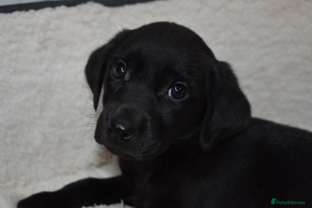 Labrador Retriever dogs for sale: Quality Pedigree Black Girl **WILLOW** - Image 2