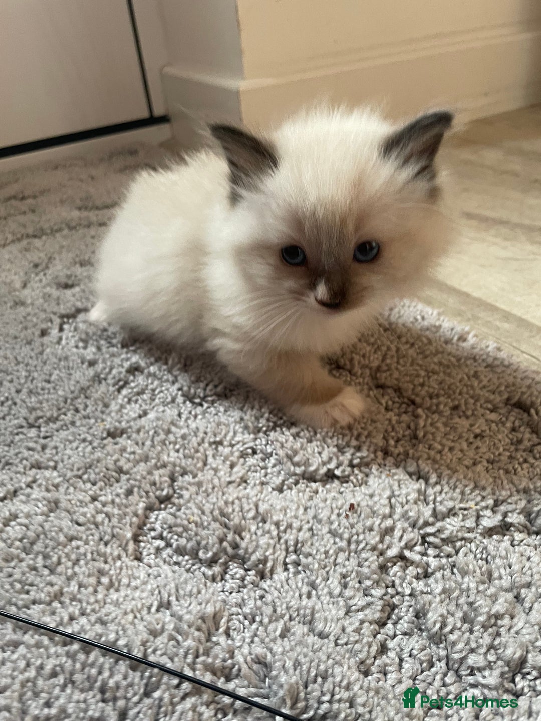 Ragdoll cats for sale: 4 gccf registered ragdolls  - Image 15