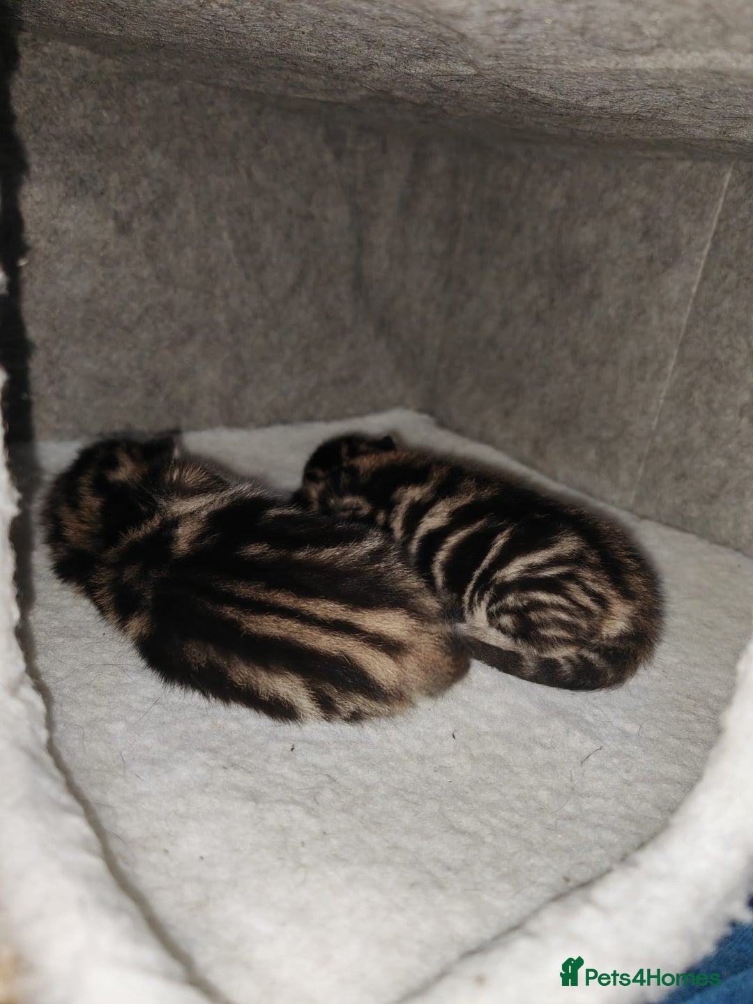 Domestic Shorthair cats for sale: Boy and girl adorable playful kittenns - Advert 6