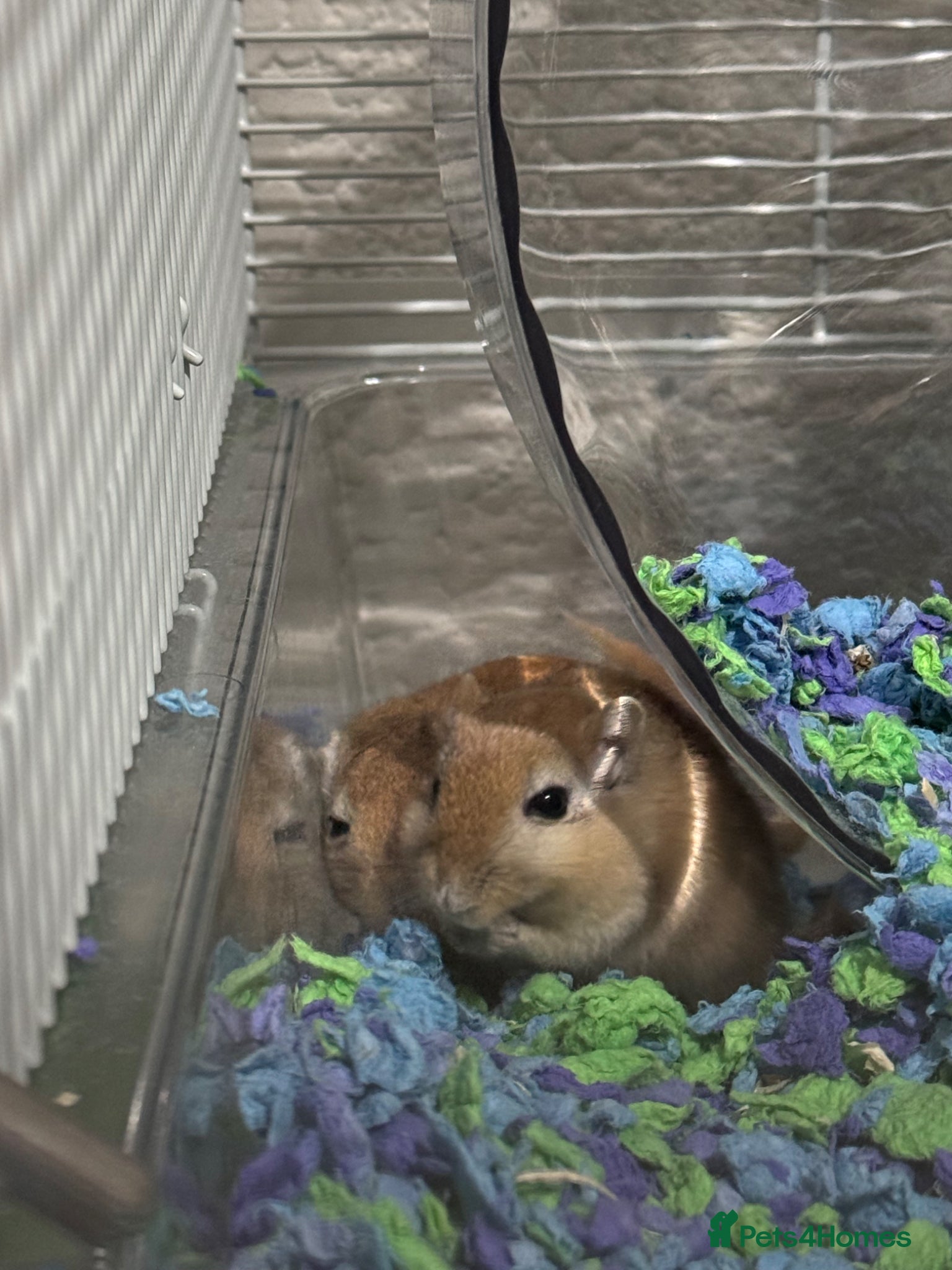 Gerbil rodents 2 Gerbils (cage, food and toys included!) - Advert 17