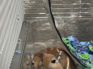 Gerbil rodents 2 Gerbils (cage, food and toys included!) - Advert 17