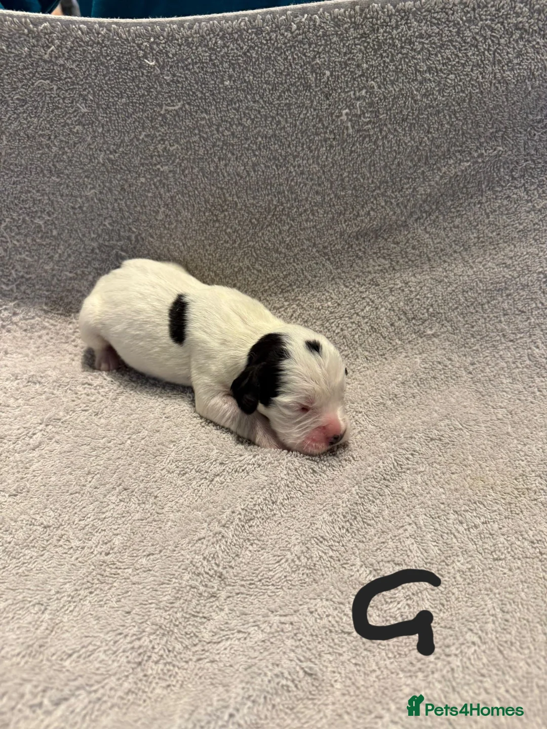 Mixed Breed dogs for sale: Adorable Boxer x Cocker Spaniel puppies 🐶 - Advert 6