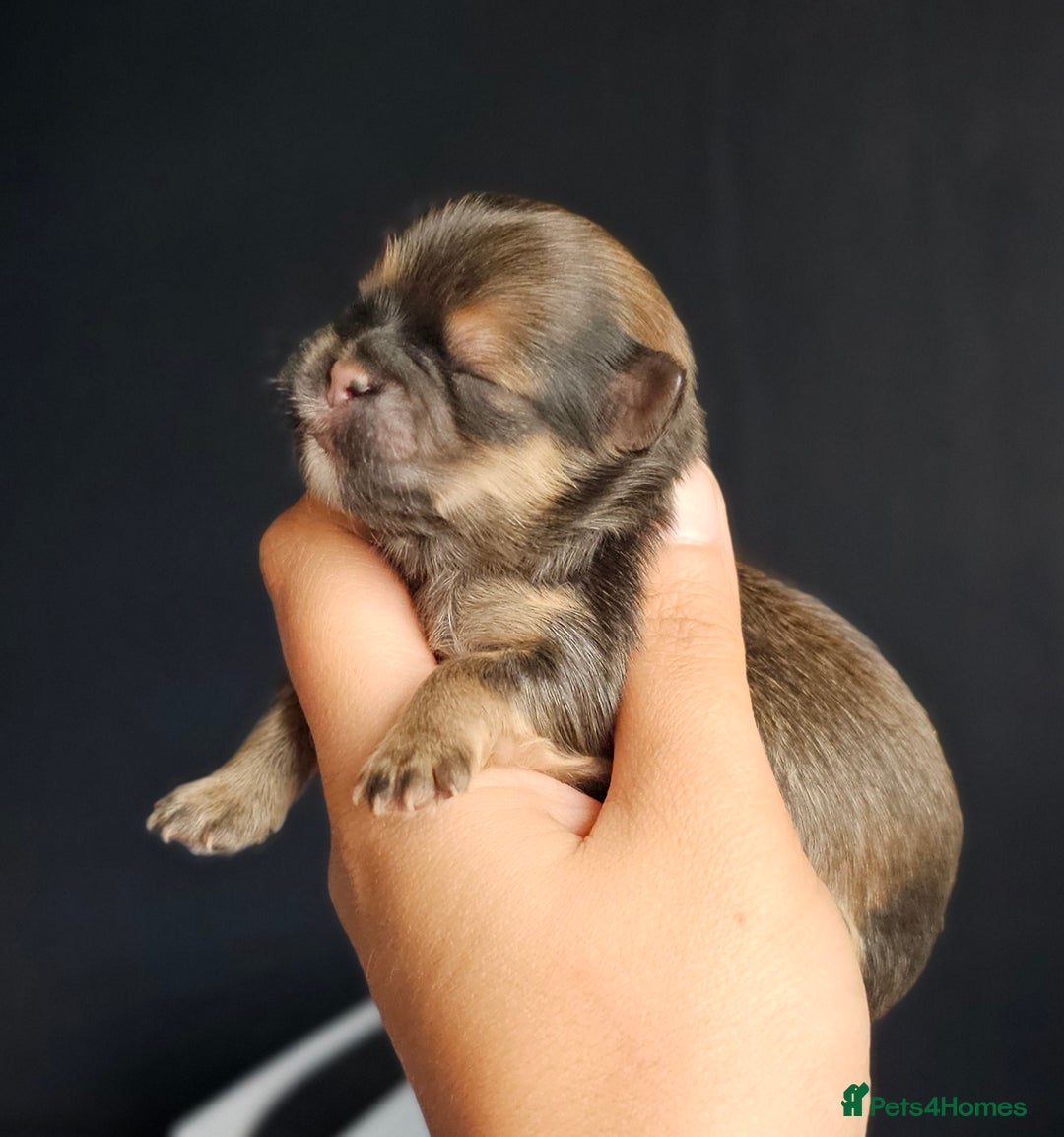 Shih Tzu dogs for sale: Beautiful Shih Tzu Puppies  - Image 6