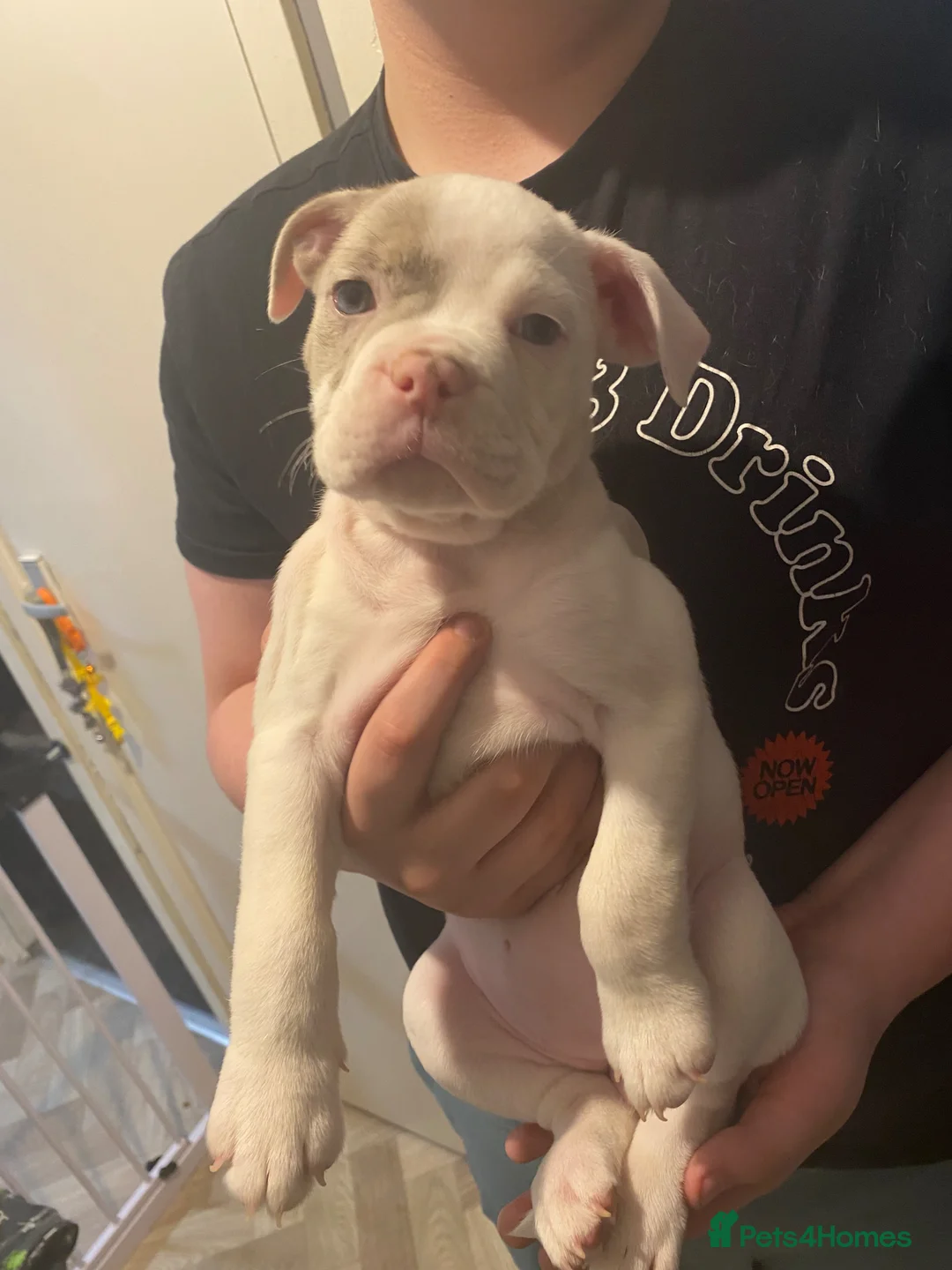 Olde English Bulldogge dogs for sale: Olde English Bulldogge Litter - Advert 2