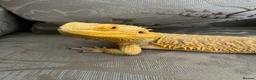 Bearded Dragon reptiles for sale: Super tame High-Yellow Citrus Bearded Dragon - Advert 11