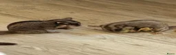 Sugar Glider rodents for sale: 2 female sugar gliders in York - Advert 2