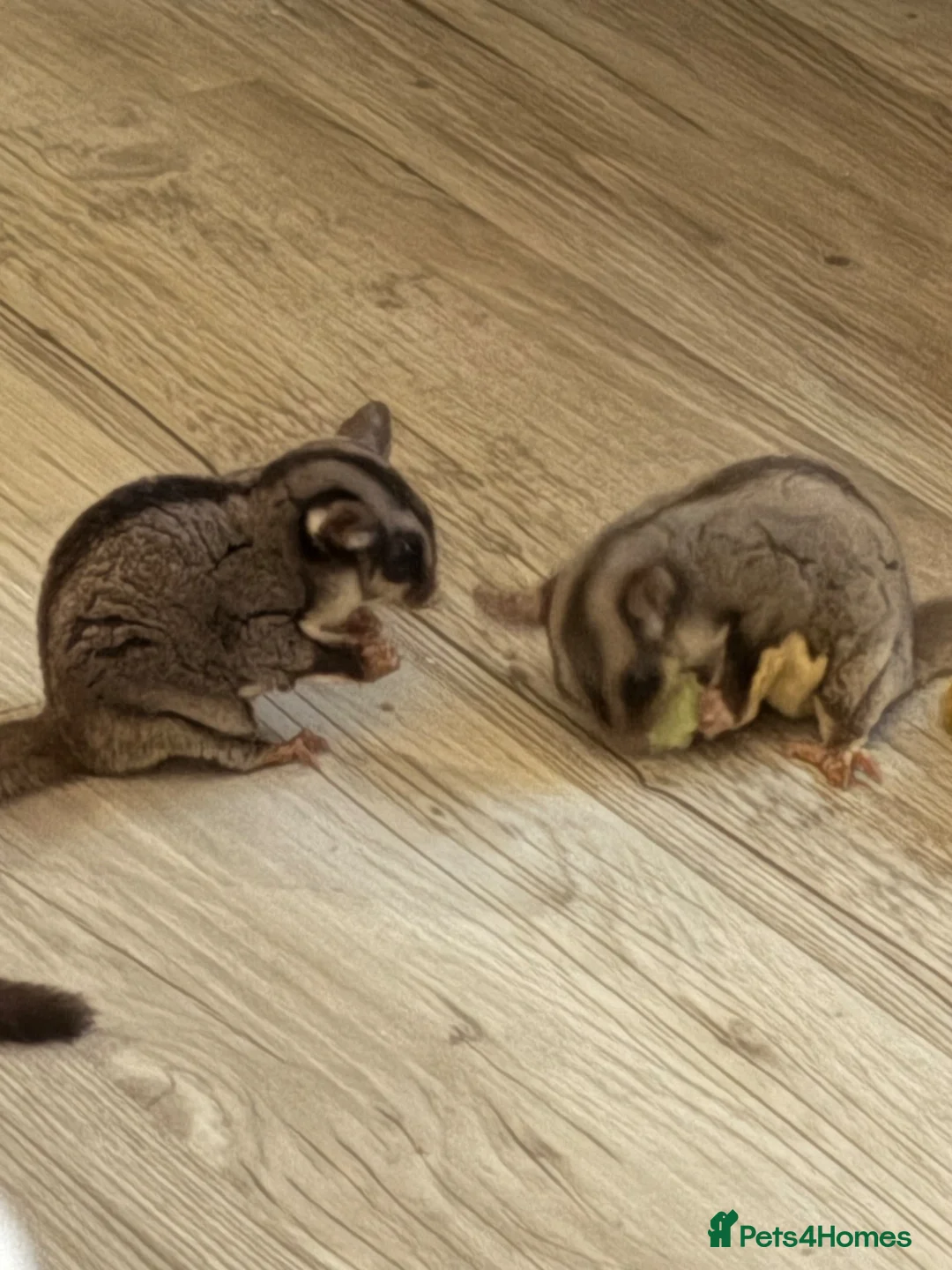 Sugar Glider rodents for sale: 2 female sugar gliders in York - Advert 2