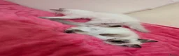 Ragdoll cats for sale: Ragdoll kittens 🐾😻 - Advert 7
