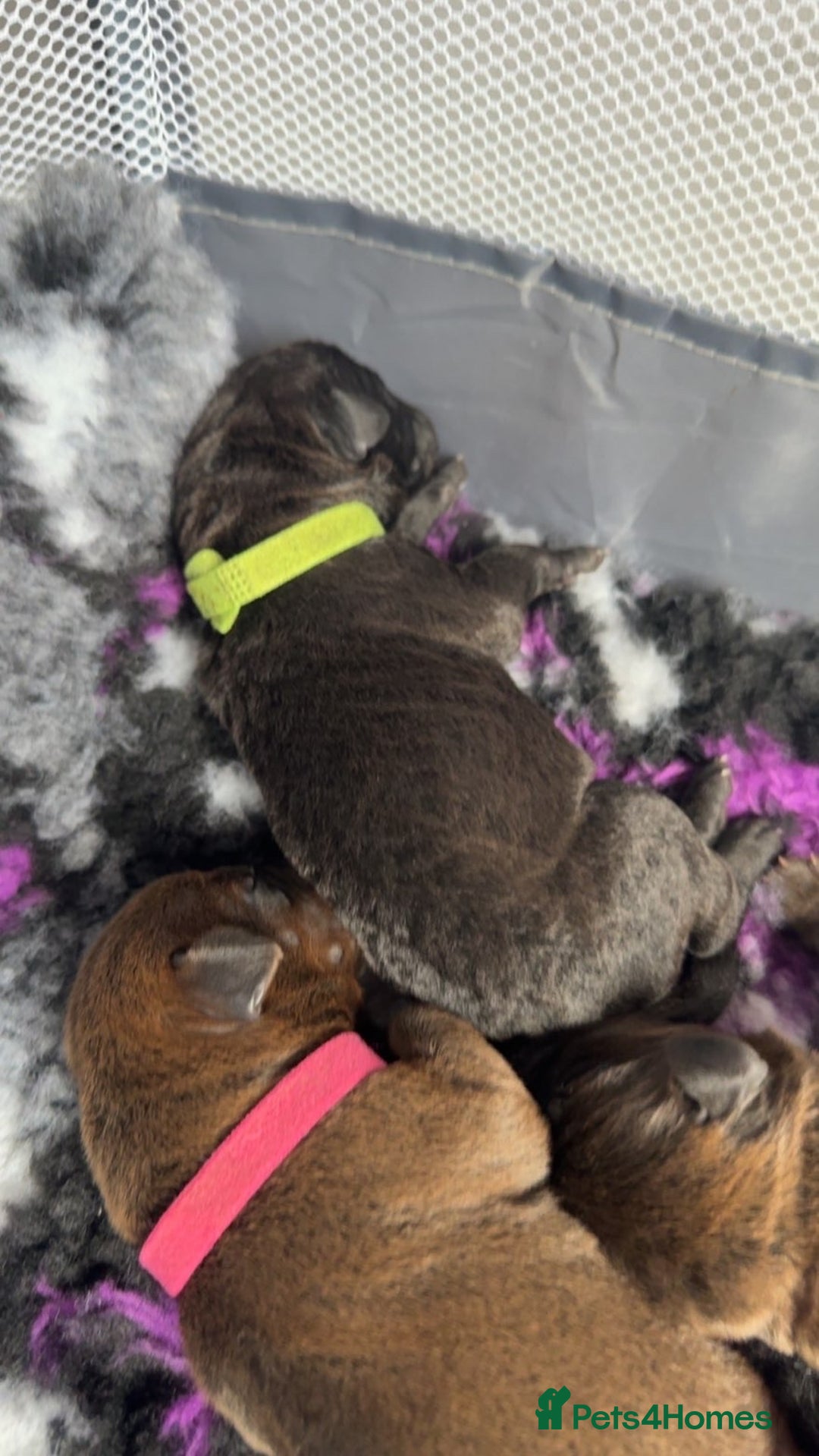 Labrador Retriever dogs for sale: Beautiful littler of 6 labs  - Image 5