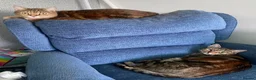 Mixed Breed cats for sale: Bengal mix sisters  in Harrogate - Advert 11