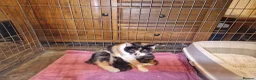 Mixed Breed cats for sale: Kittens - Advert 4
