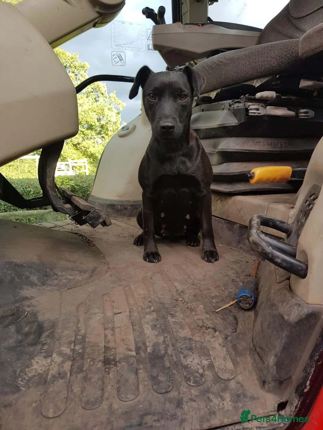 Patterdale Terrier dogs for sale: Stunning patterdale terriers  - Advert 2