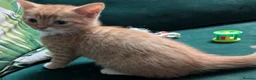 Mixed Breed cats for sale: Gorgeous ginger kittens for sale - Advert 5