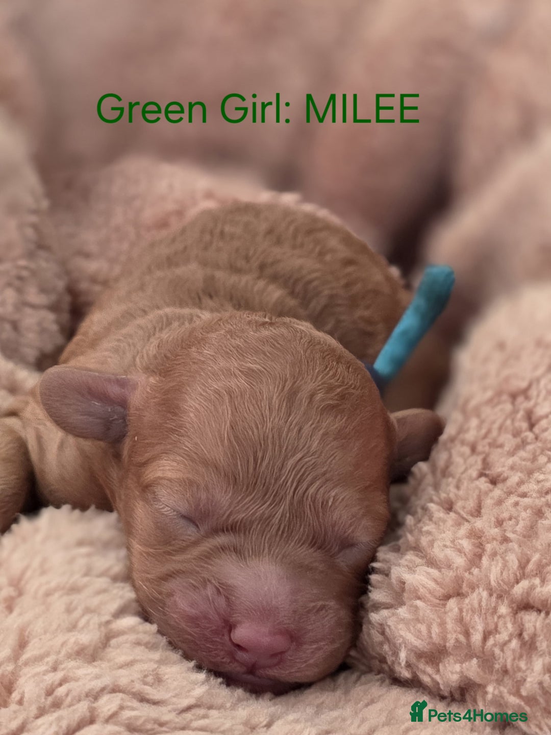 Cavapoo dogs for sale: Cavapoo's - Advert 3