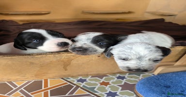 Mixed Breed dogs - Advert 10
