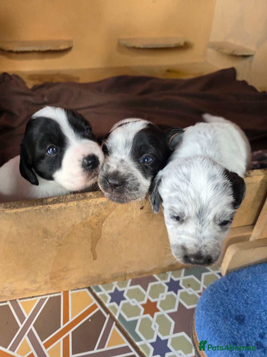 Mixed Breed dogs for sale: Sweetest Sprollies - Image 3