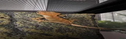 Gecko reptiles for sale: Crested gecko  in Epsom - Advert 6