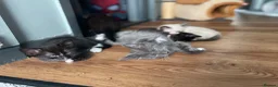 Mixed Breed cats for sale: Adorable kittens ready for there forever families  - Advert 30