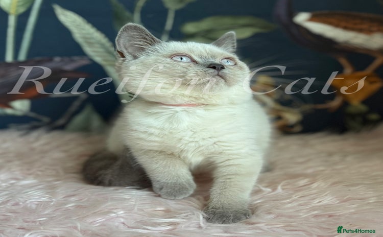 British Shorthair cats - Advert 1