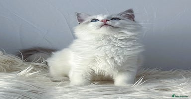 Ragdoll cats Playful Pedigree Ragdoll Kittens Available - Advert 4