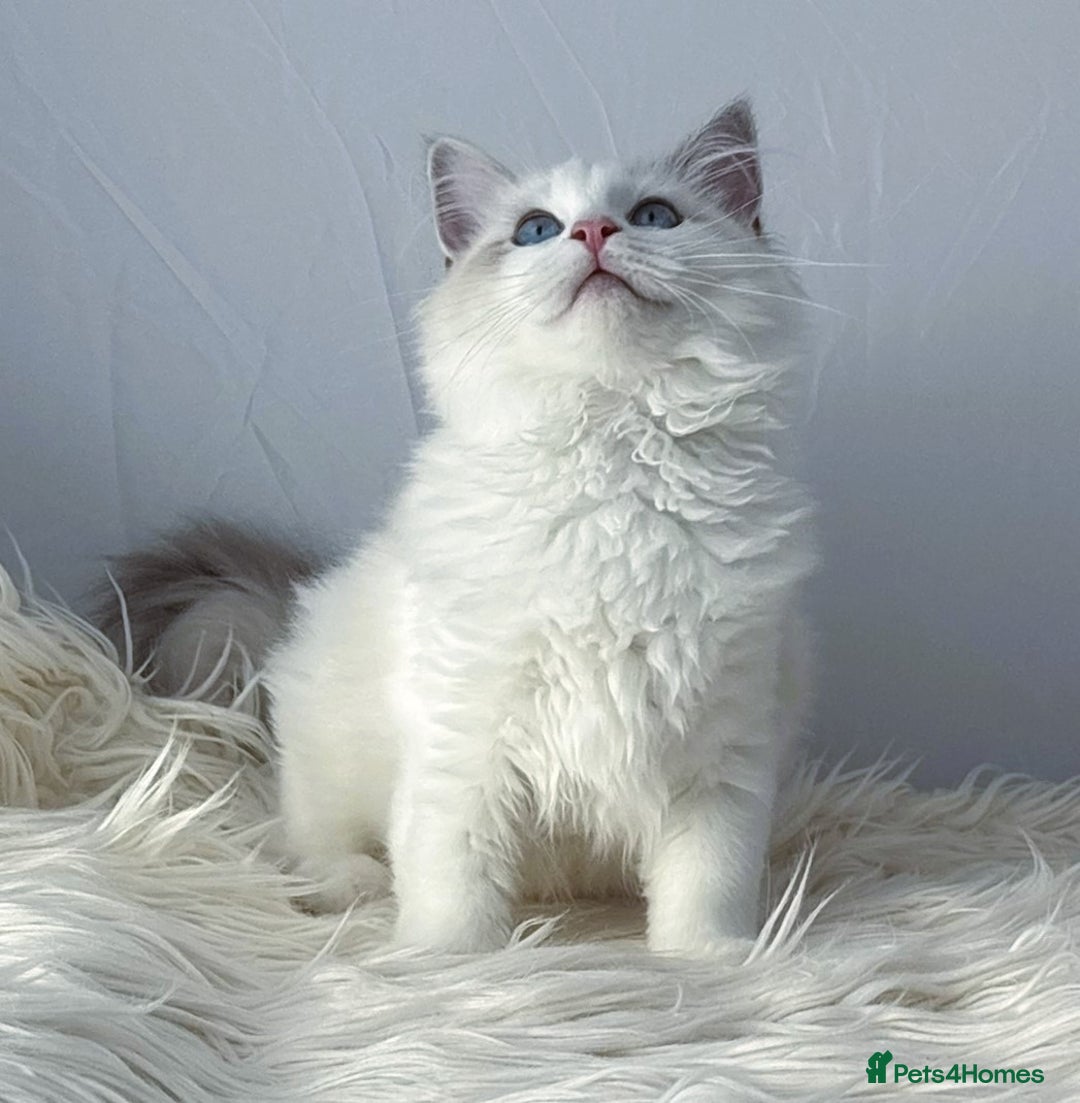 Ragdoll cats for sale: Playful Pedigree Ragdoll Kittens Available - Image 10