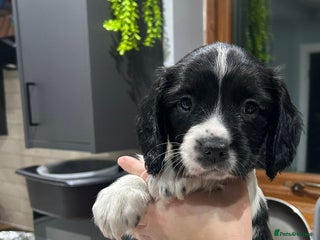 English Springer Spaniel dogs - Advert 18