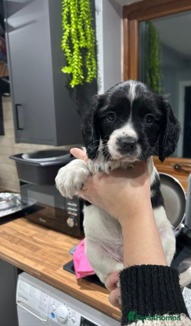 English Springer Spaniel dogs - Advert 10