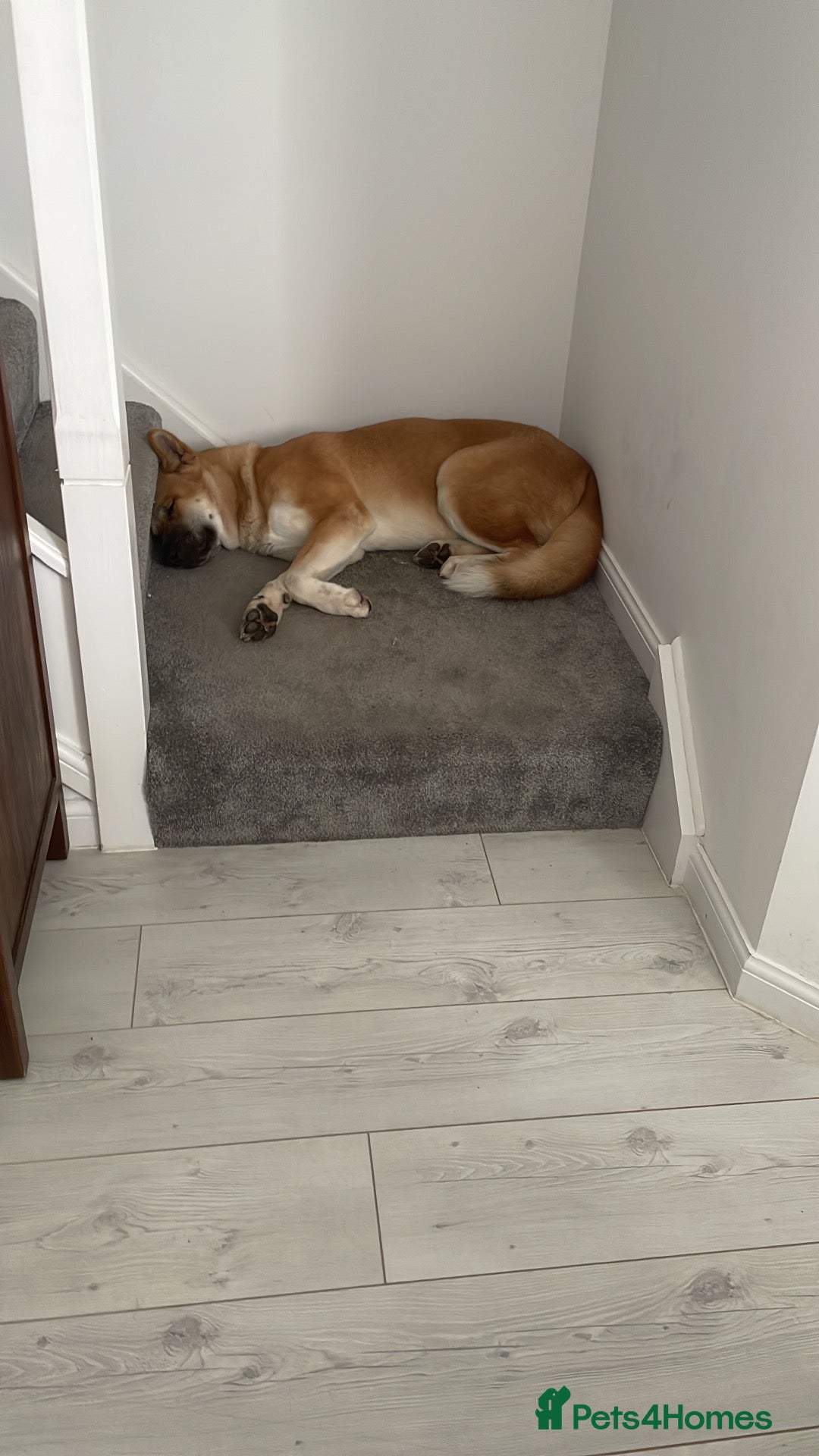 Akita dogs for sale: Akita for sale.  - Advert 2