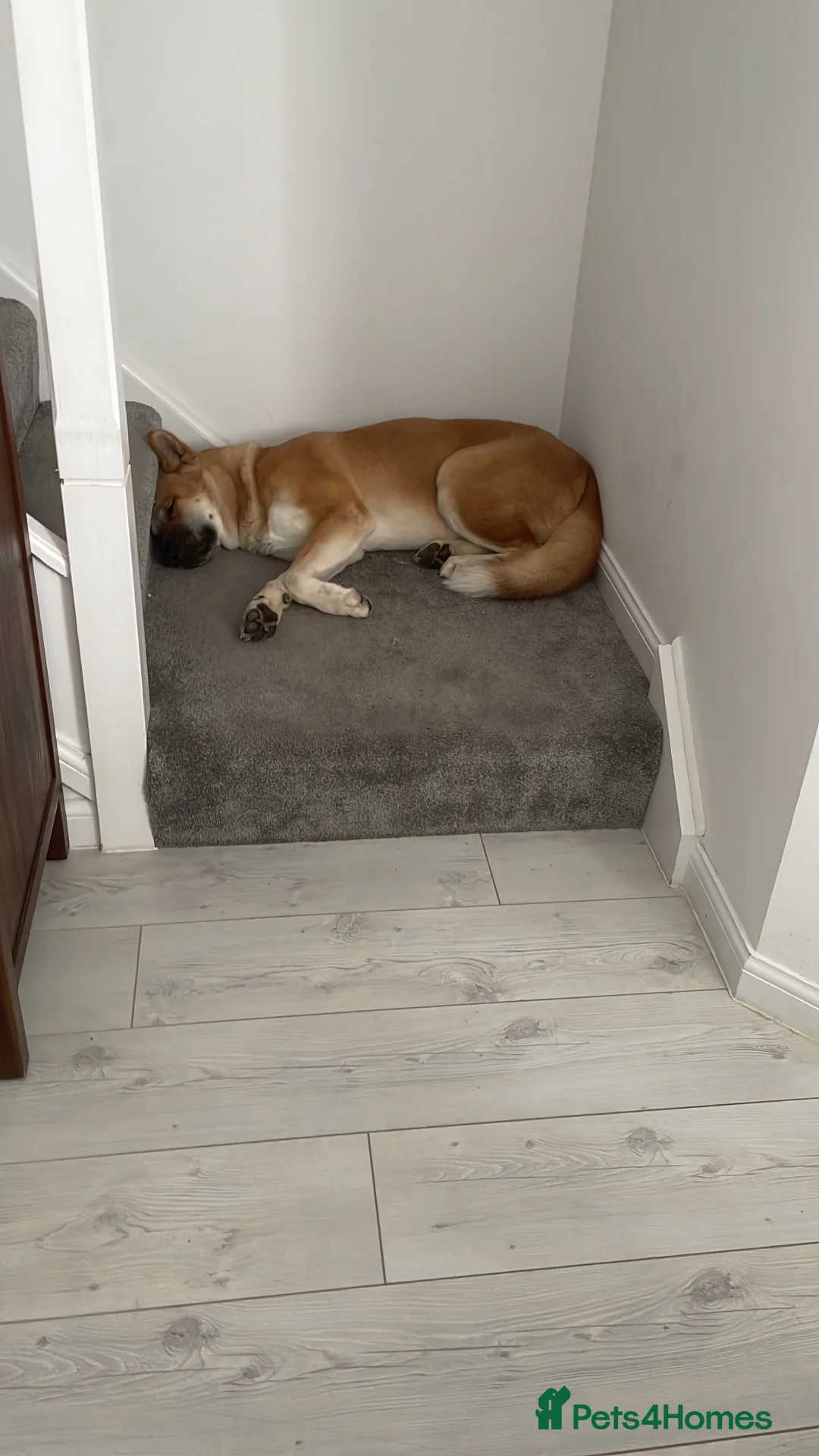 Akita dogs for sale: Akita for sale.  - Advert 2