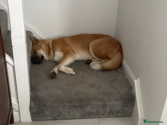 Akita dogs for sale: Akita for sale. - Advert 2