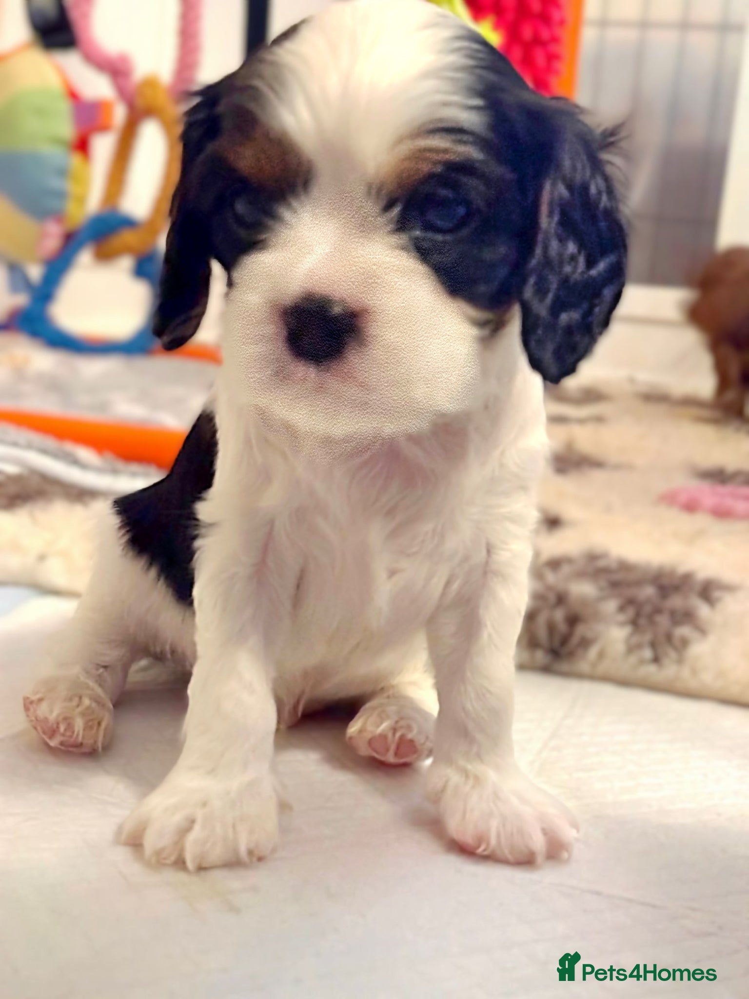Cavalier King Charles Spaniel dogs Very rare in UK ultra-low COI 0.2% Choc carrier KC - Advert 5