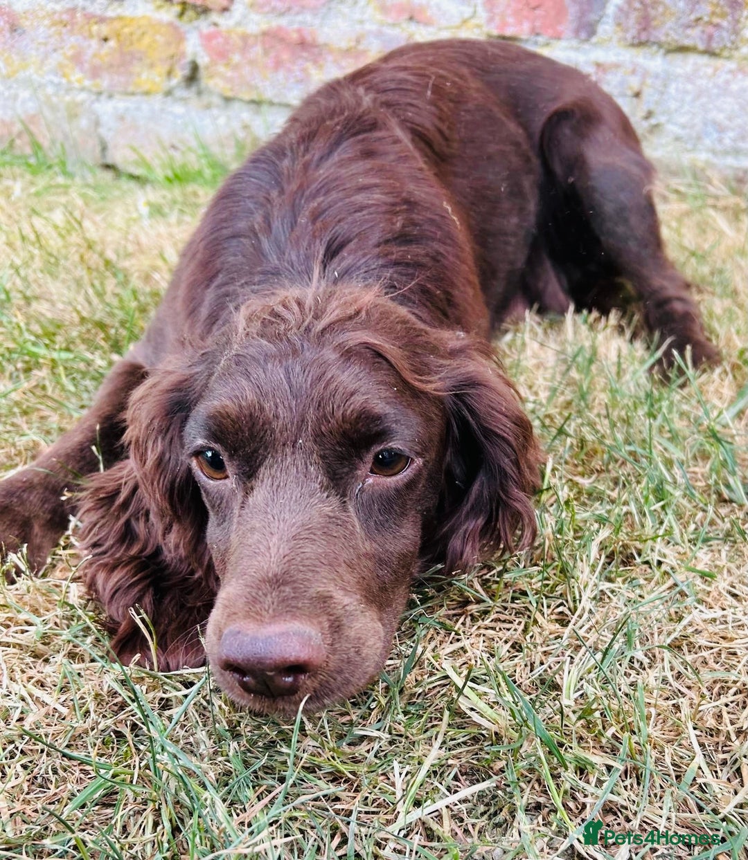 Cockapoo dogs for sale: Stunning F1 Cockapoo Puppies KC Parents  - Advert 2