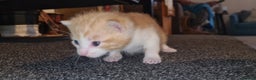 Mixed Breed cats for sale: Beautiful mixed breed kittens  - Advert 6