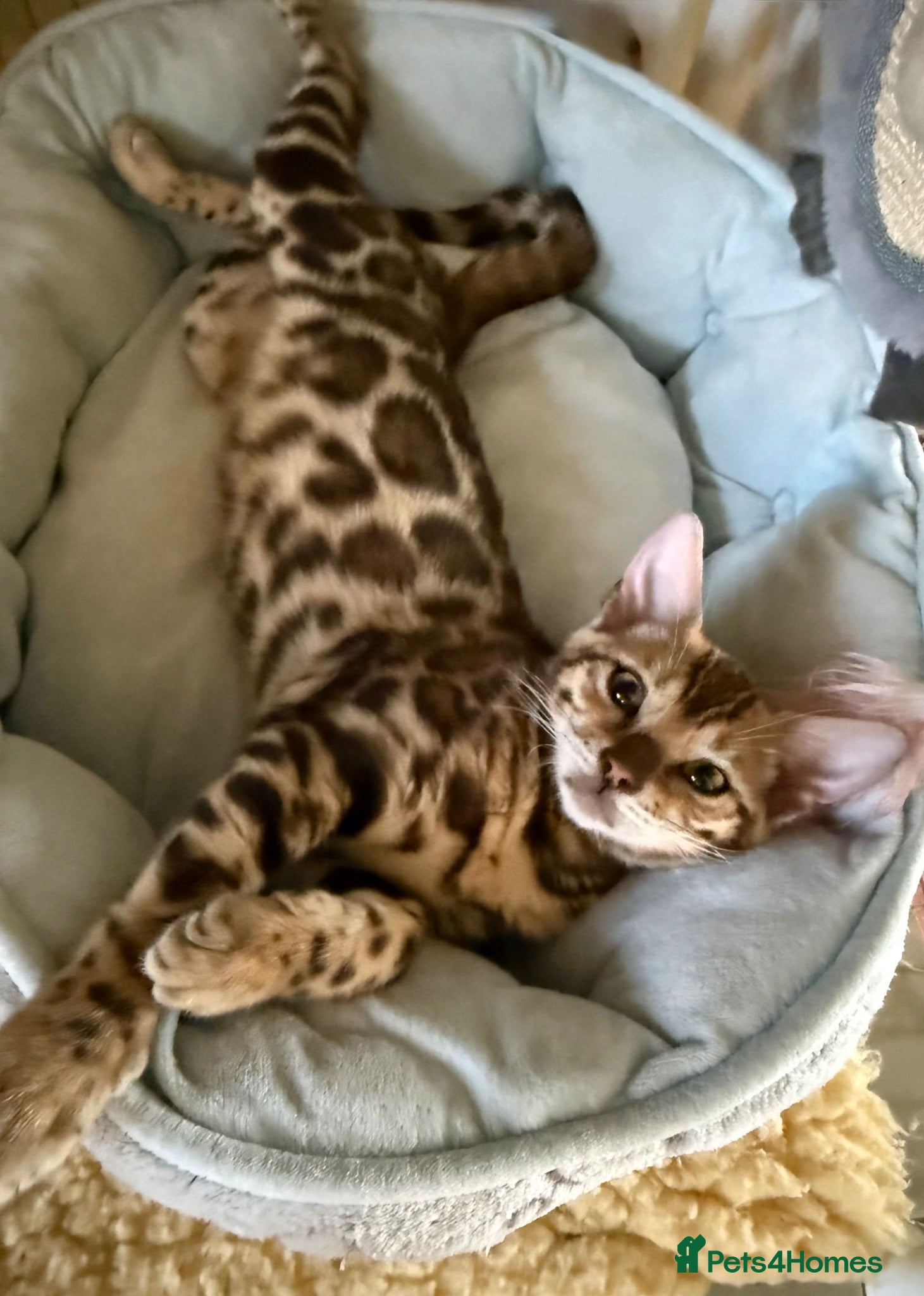 Bengal cats 🩷 Stunning TICA ✨ Health tested Bengal kitten  - Advert 1